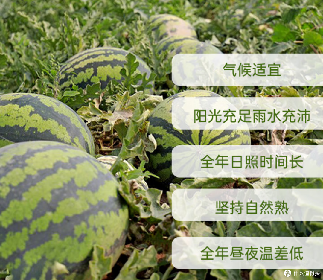 三伏续命美食来报道,好吃不贵、自带凉感
