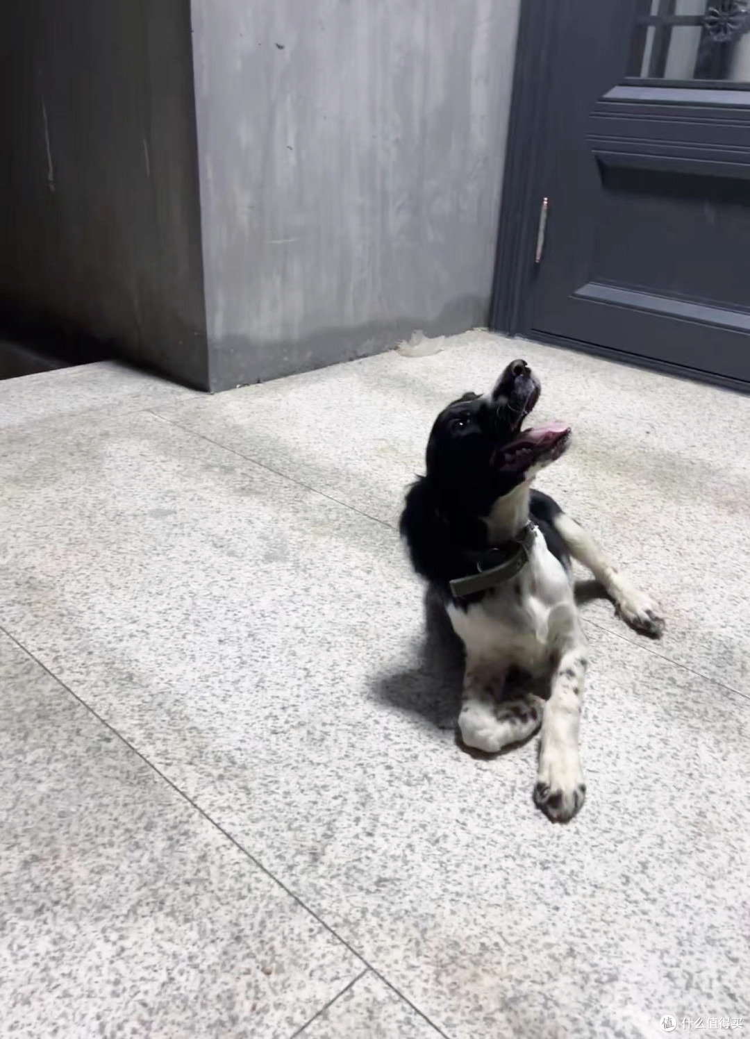 为了吃,狗子激动地站了起来!