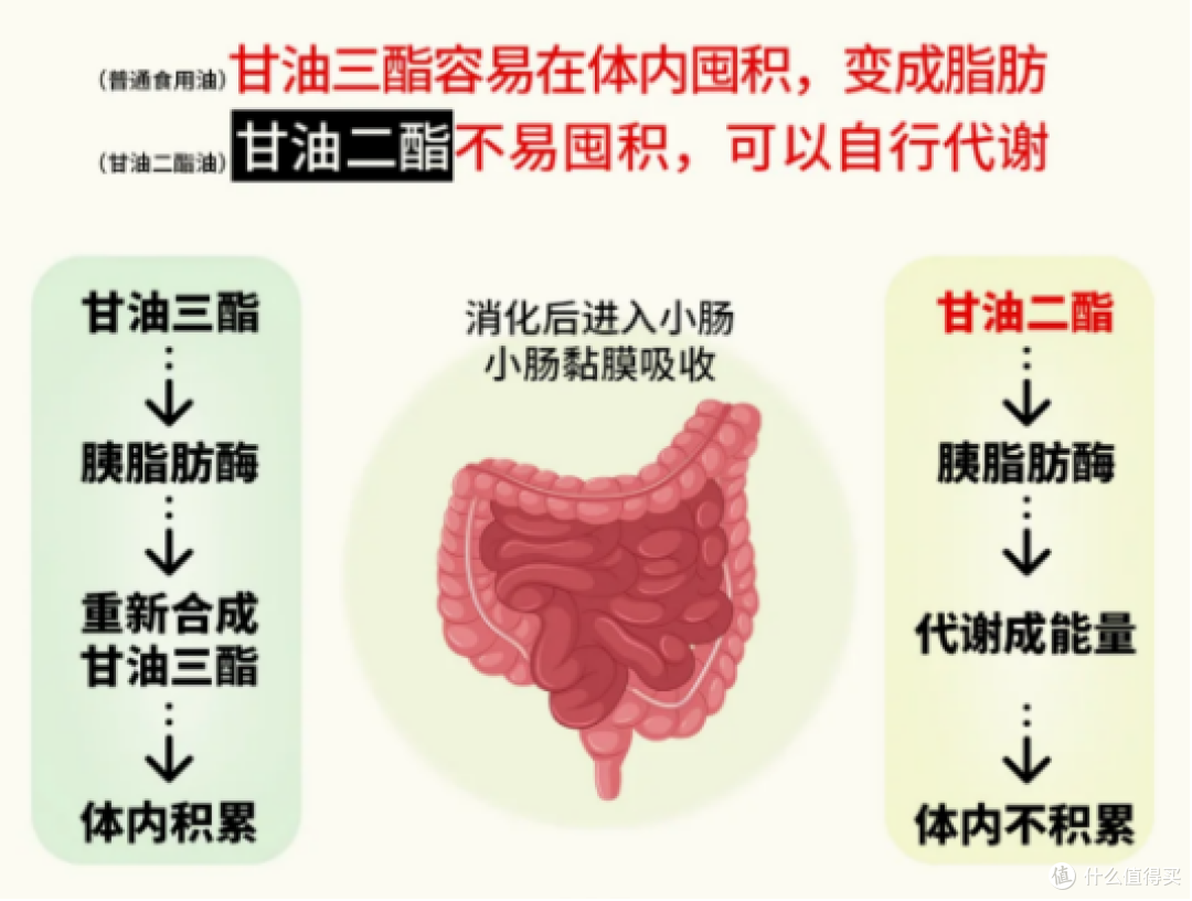 中式抗炎饮食里的 “隐形帮手”：每天吃的油，这样选才抗炎 