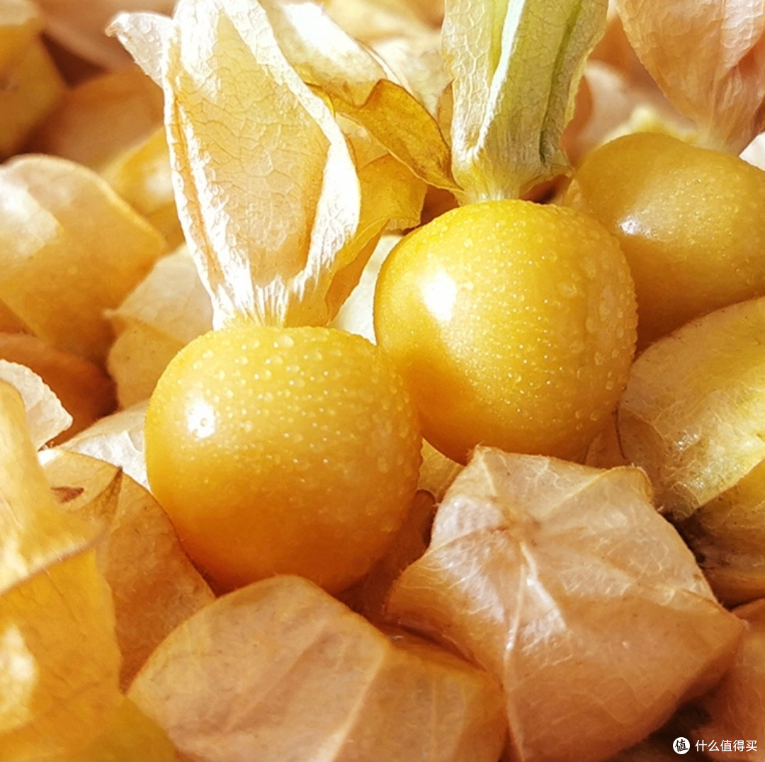 咬一口东北的夏天,姑娘果的酸甜暴击谁顶得住?