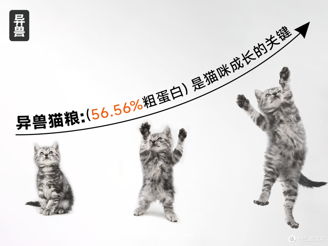 破壁高蛋白迷思：为何≥50%粗蛋白才是猫咪进阶成长的关键？