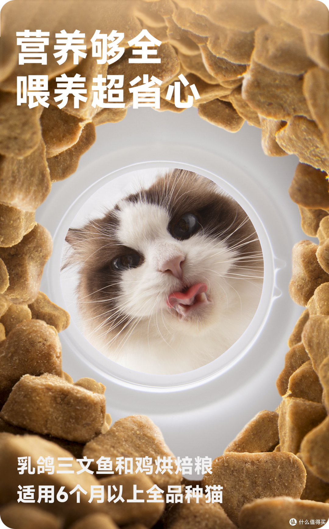 破壁高蛋白迷思：为何≥50%粗蛋白才是猫咪进阶成长的关键？