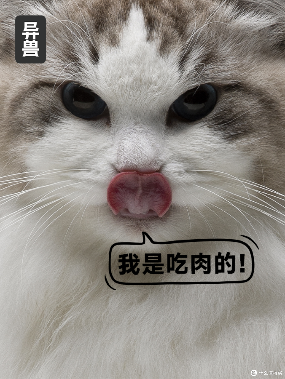 破壁高蛋白迷思：为何≥50%粗蛋白才是猫咪进阶成长的关键？