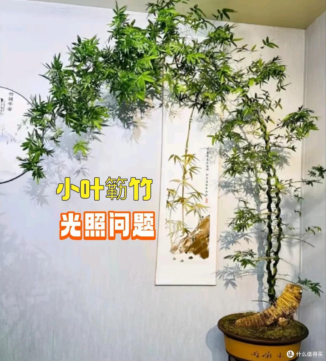 女子吐槽“老公养的盆栽”,巨丑无比,网友:不懂,别瞎说话~