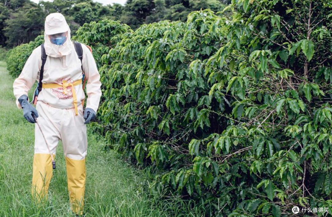 从种植到烘焙,咖啡农药残留的关键真相