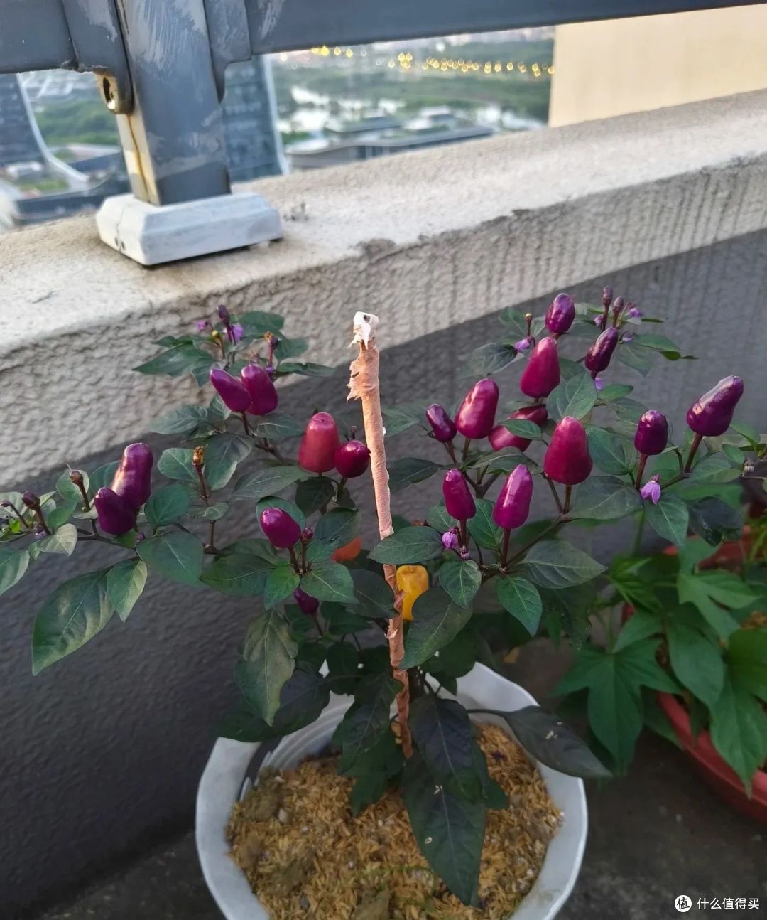 姑娘的阳台辣椒,“10天变3色”,好看又好吃,比养花强多了!