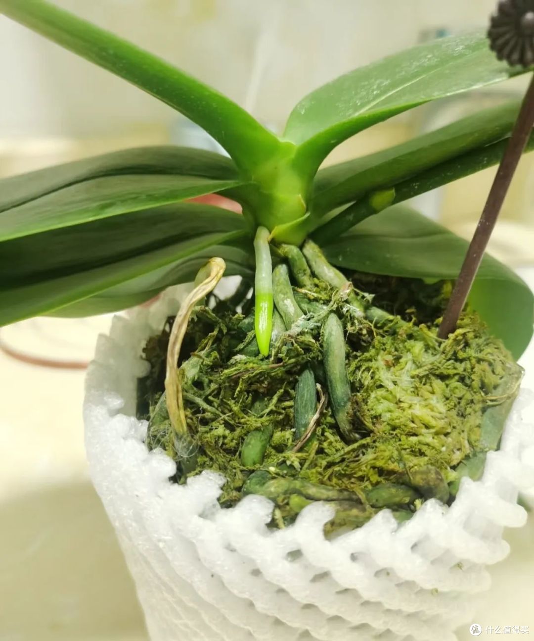 女子因“水陆两栖蝴蝶兰”走红,叶肥花美,网友:虽丑但真好用!