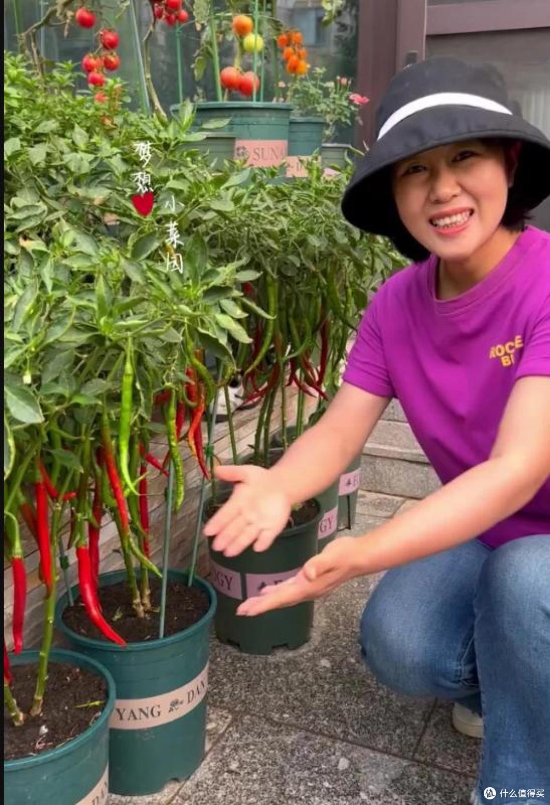 哈尔滨一公园“拿辣椒当花种”,竟十分好看,网友:回归老本行了