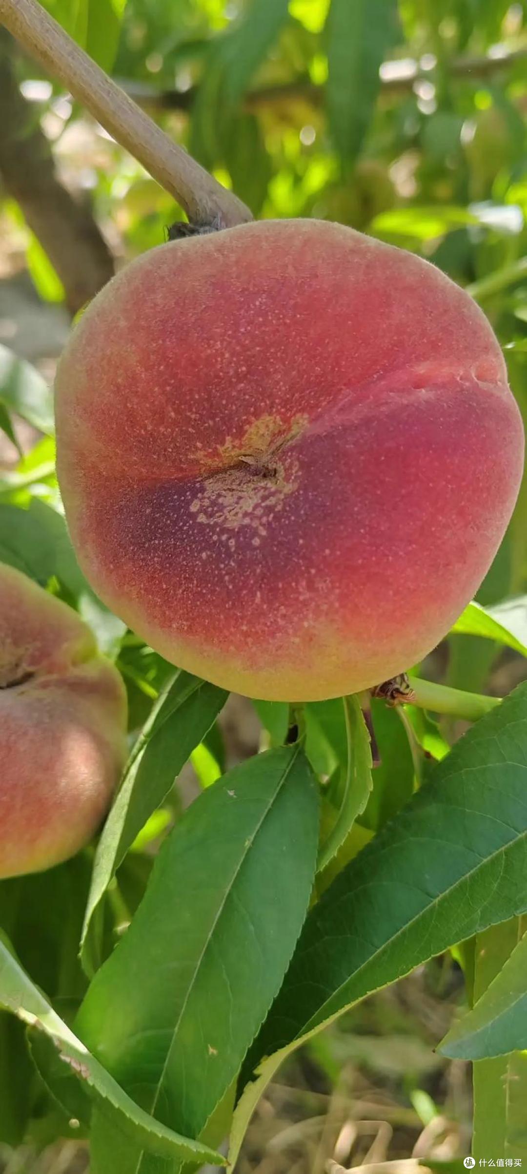 蟠桃本来就是扁的吗为什么在线 蟠桃本来就是扁的吗为什么在线