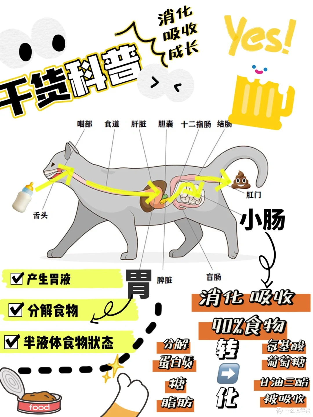 猫咪软便如何根治?资深铲屎官的肠胃养护心得