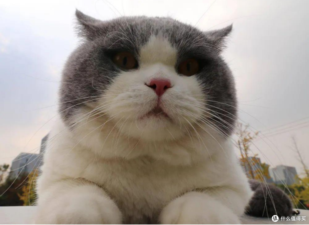 不油的猫粮推荐?2025进口猫粮口碑最好的前十名