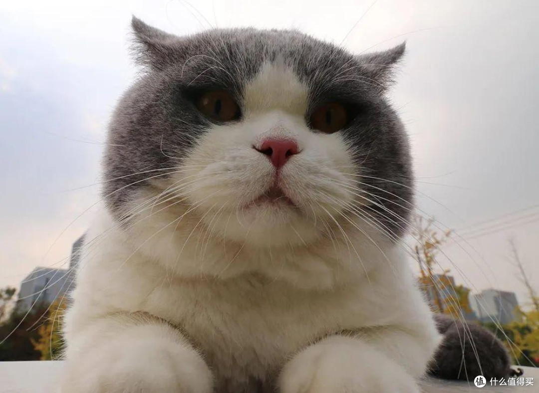 宠物猫粮怎么选?2025经济实惠的猫粮有营养的猫粮推荐