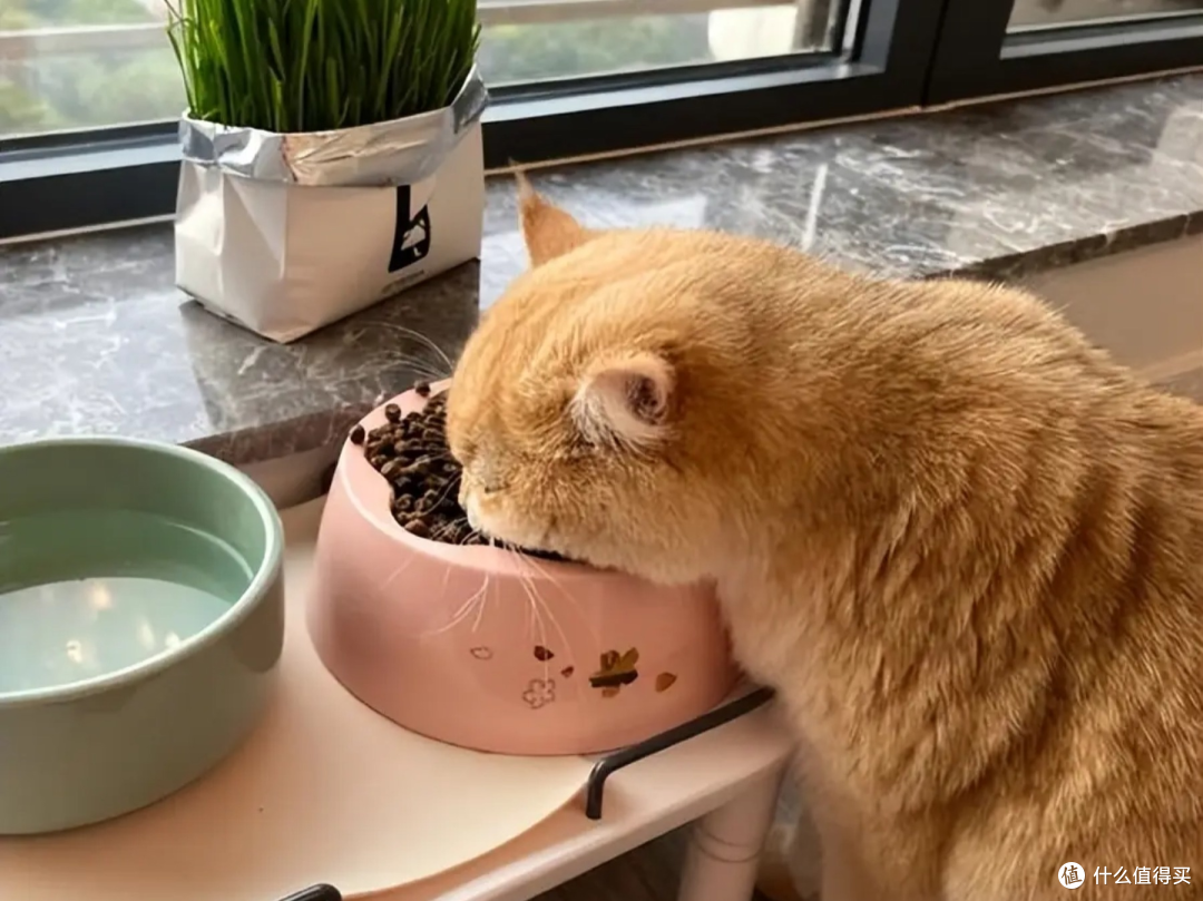 猫粮品牌有哪些好的?测评哪款是猫粮排名前十品牌布偶猫专用Top1