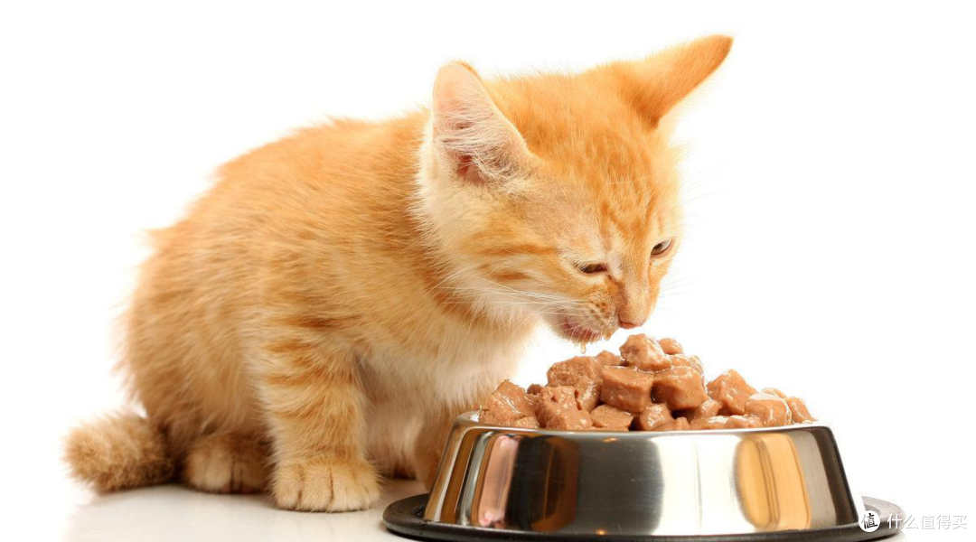 猫粮品牌有哪些好的?测评哪款是猫粮排名前十品牌布偶猫专用Top1