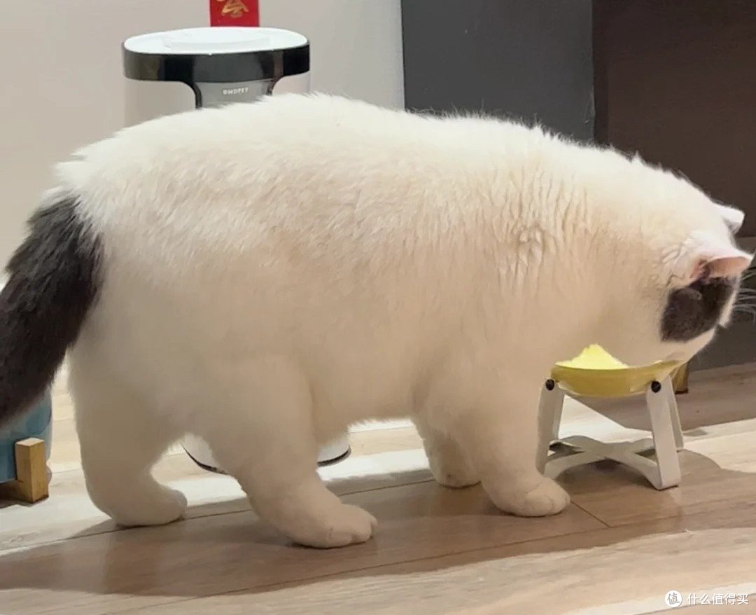猫粮哪种品牌好一点?这5款爆款猫粮解决猫咪不长肉!