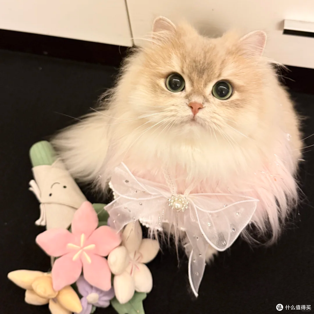 猫粮牌子推荐哪些好?适合穷人的十款高性价比猫粮推荐