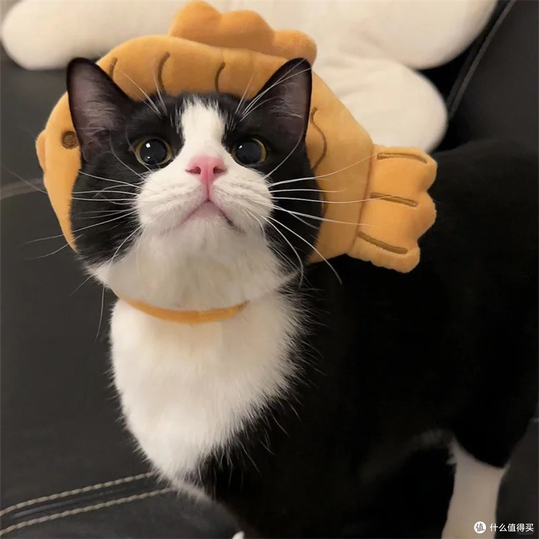 成分党买什么牌子的猫粮好?十大放心猫粮国产牌子推荐