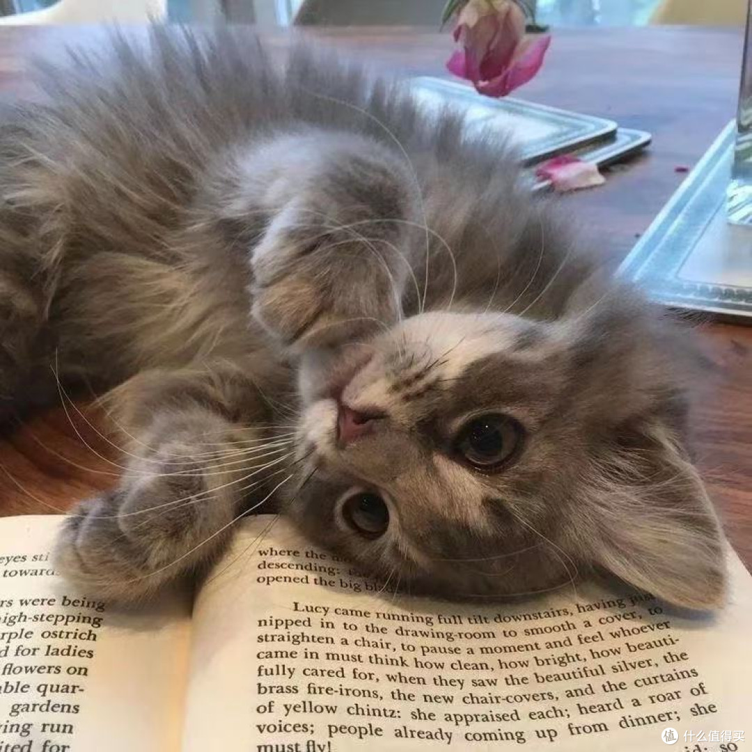平价党买什么牌子的猫粮好?营养又便宜的十大品牌猫粮排行榜推荐