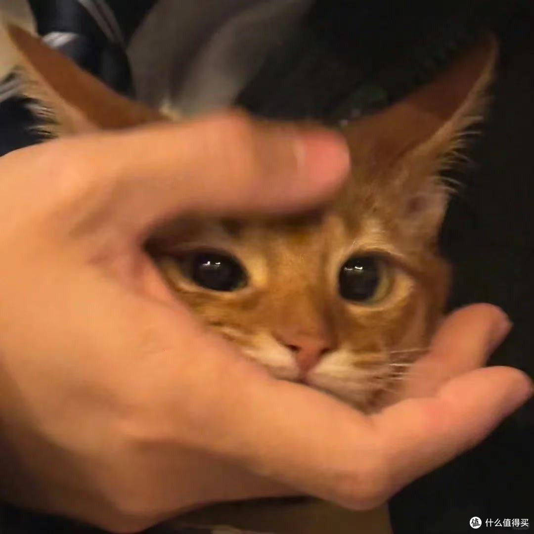 平价党买什么牌子的猫粮好?营养又便宜的十大品牌猫粮排行榜推荐