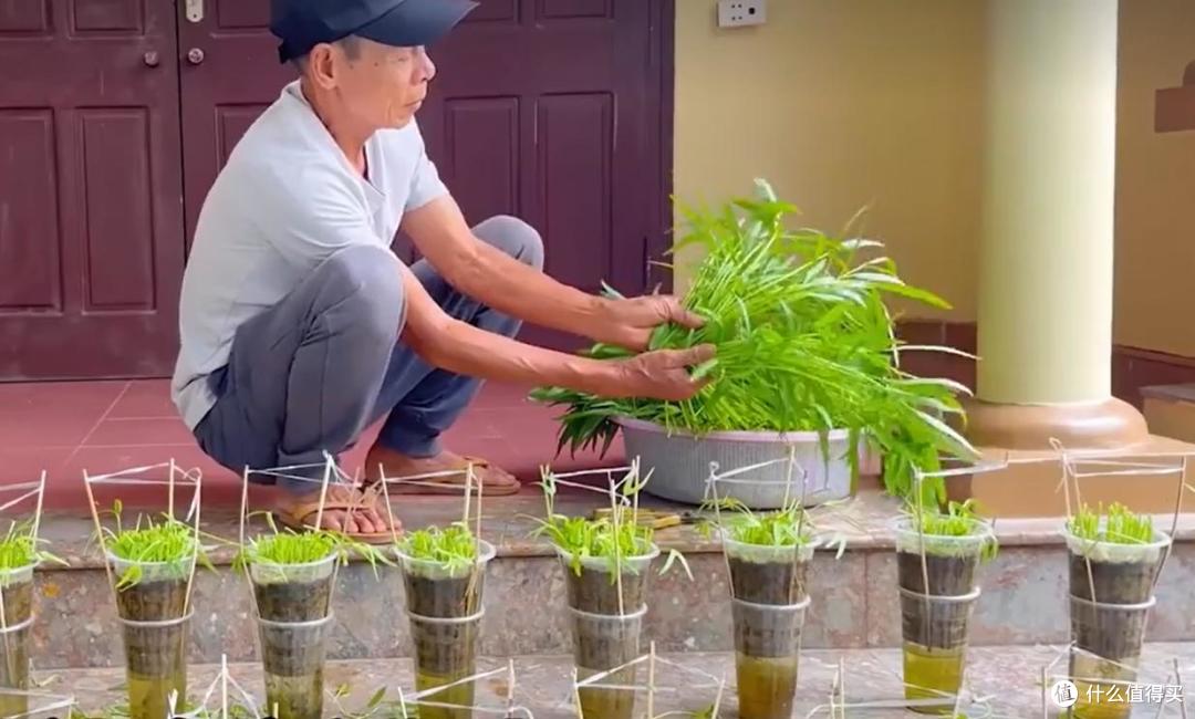 大叔用“奶茶杯种空心菜”,种一次,吃一年,网友:还能这么玩?