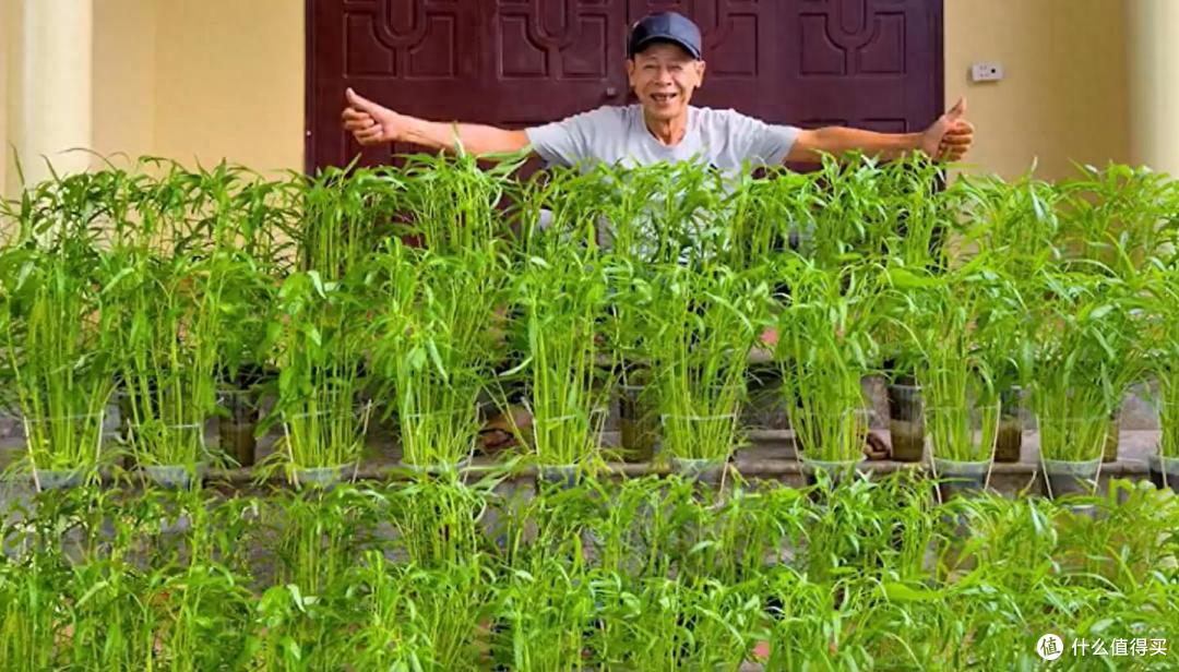 大叔用“奶茶杯种空心菜”,种一次,吃一年,网友:还能这么玩?