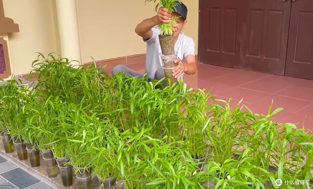 大叔用“奶茶杯种空心菜”,种一次,吃一年,网友:还能这么玩?