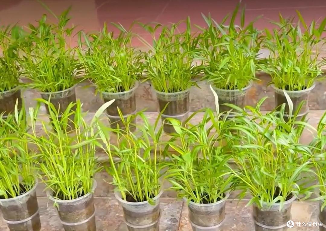大叔用“奶茶杯种空心菜”,种一次,吃一年,网友:还能这么玩?