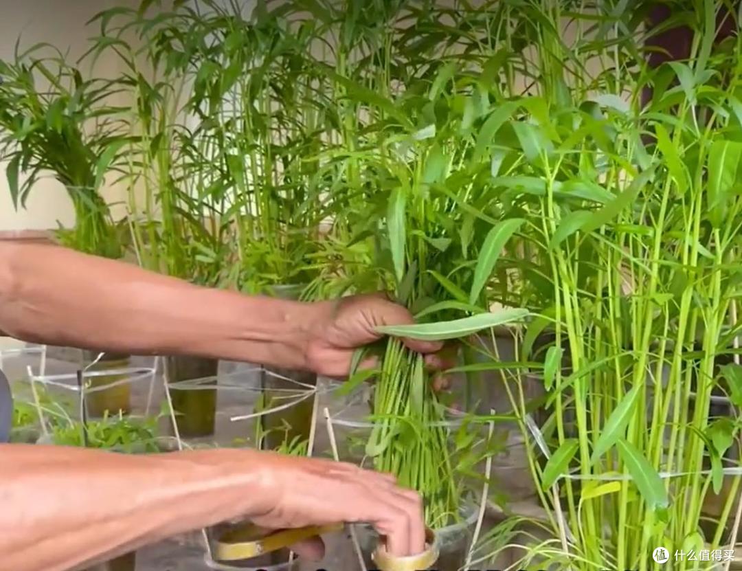 大叔用“奶茶杯种空心菜”,种一次,吃一年,网友:还能这么玩?