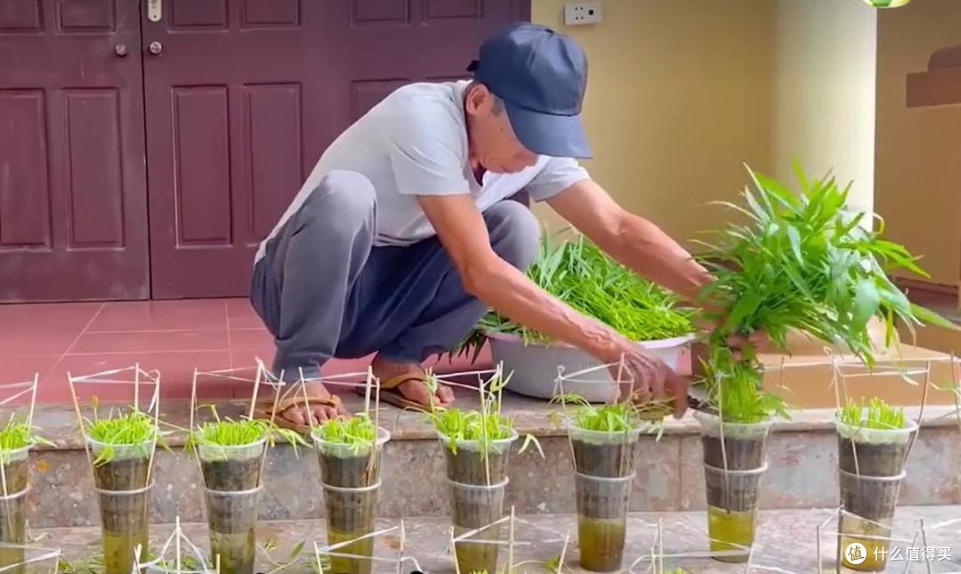 大叔用“奶茶杯种空心菜”,种一次,吃一年,网友:还能这么玩?