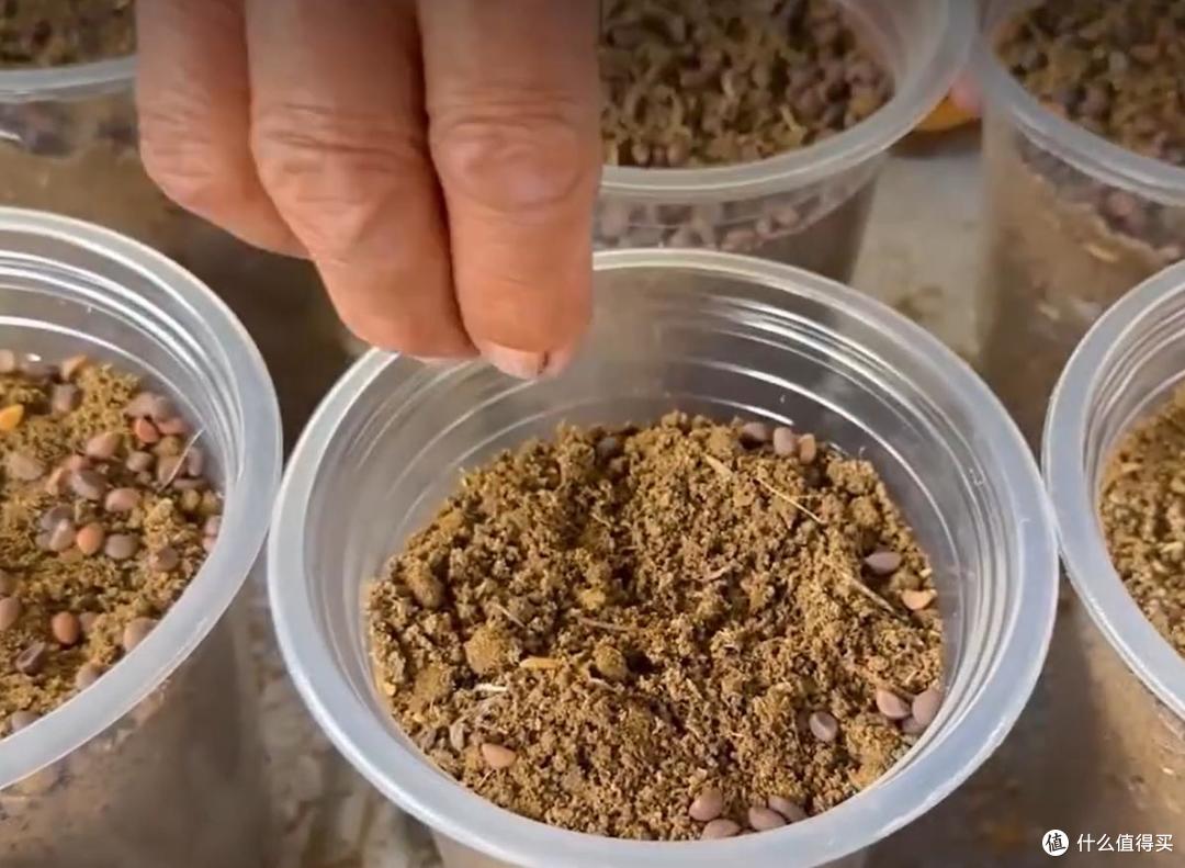 大叔用“奶茶杯种空心菜”,种一次,吃一年,网友:还能这么玩?