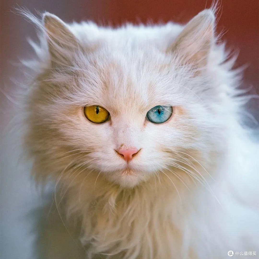 2025国产猫粮推荐，好猫粮排行榜前十名，你家猫咪吃对了吗？