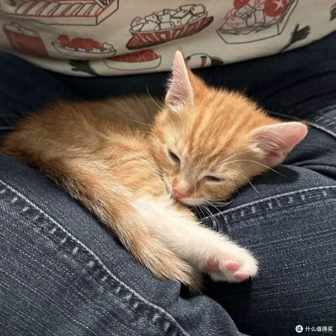 哪种国产猫粮比较好又不贵?十大超放心猫粮推荐!
