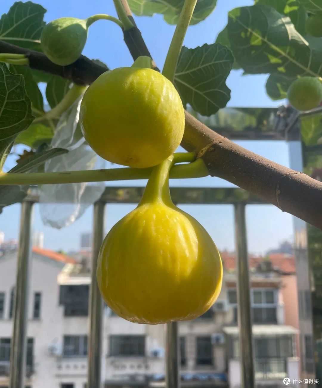 江西太太的“阳台无花果”,那叫一个完美,网友:来报恩的!