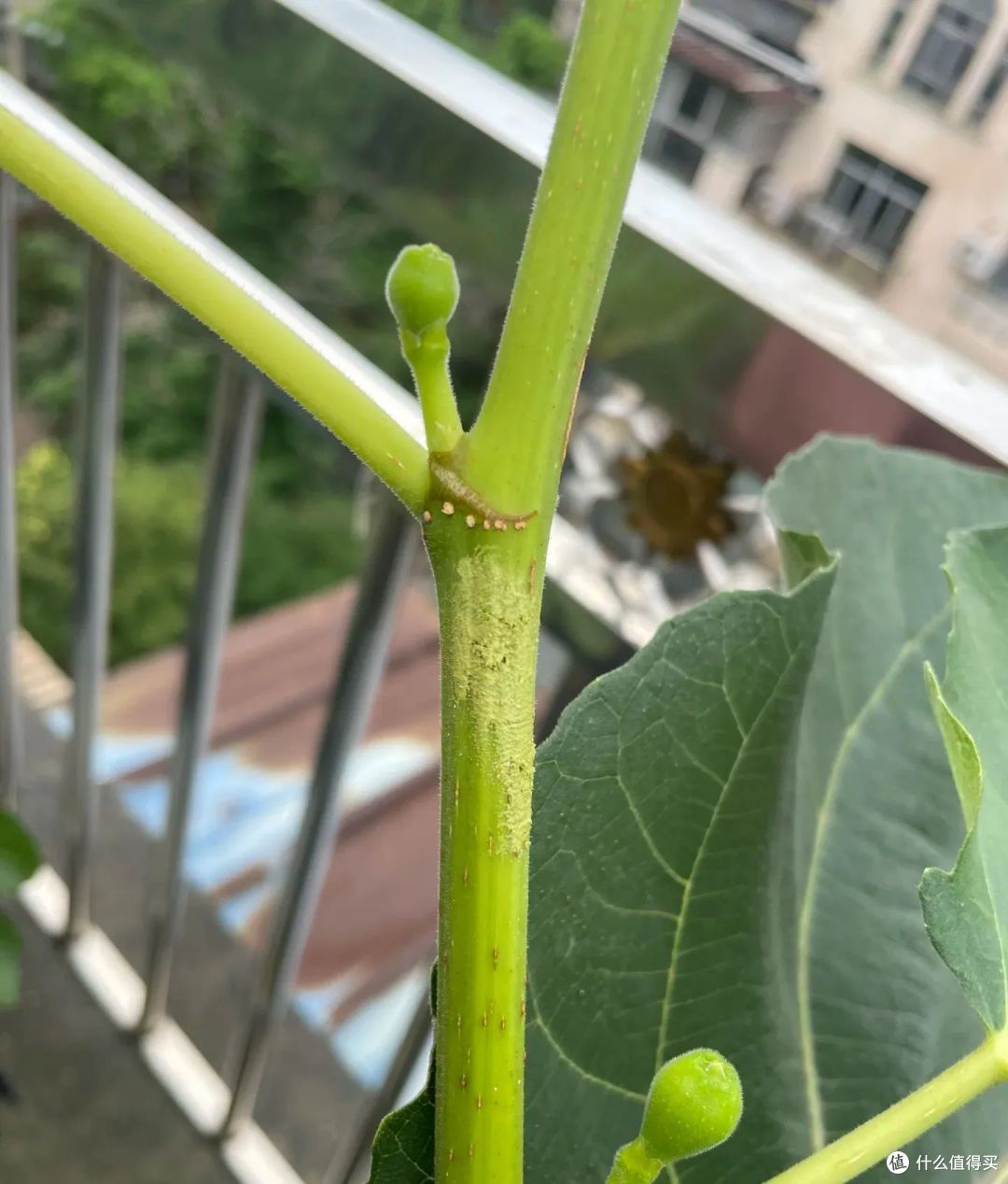 江西太太的“阳台无花果”,那叫一个完美,网友:来报恩的!