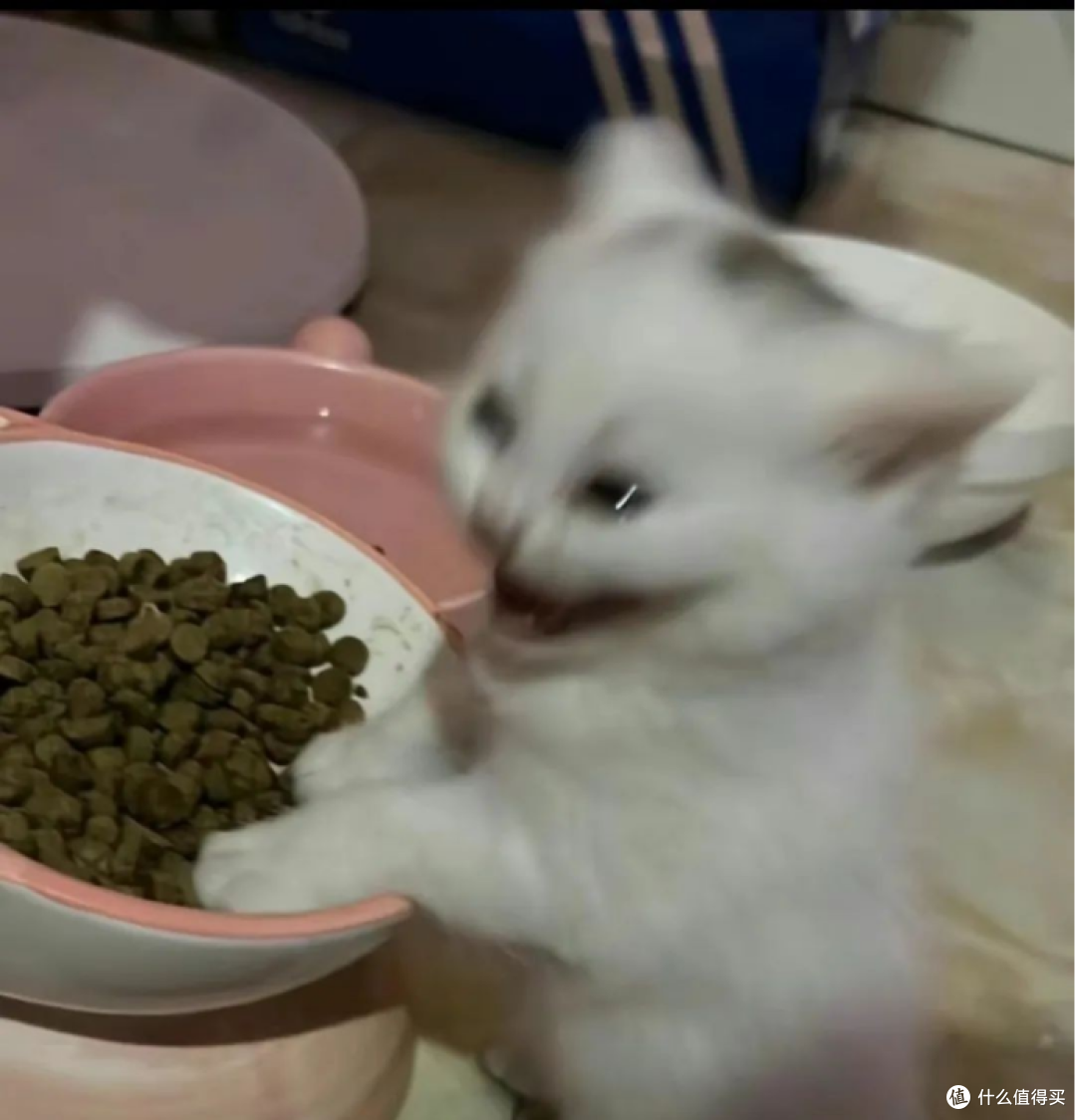 如何根据猫咪体质选择合适的猫粮?适合穷人猫粮推荐的品牌