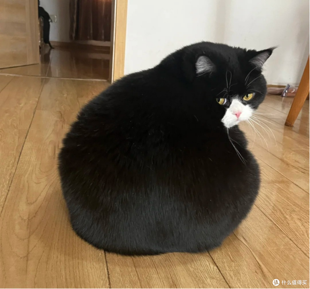 什么牌子的猫粮好求推荐?这5款高营养易吸收宝藏之选