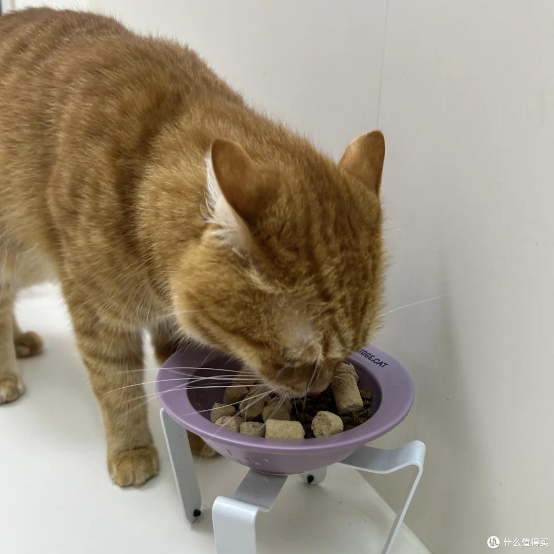 猫粮的选择标准是什么?五大高性价比猫粮度解析!选对不踩坑