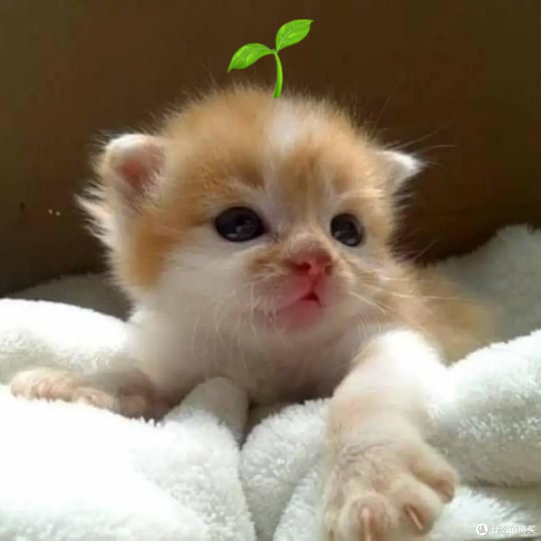 挑食猫买什么猫粮好吃一点?适口性超绝的猫粮排行榜前十名分享