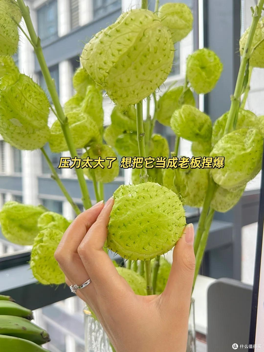 女子在工位养一株“受气包”,被嘲笑“果子越圆,怨气越重”~