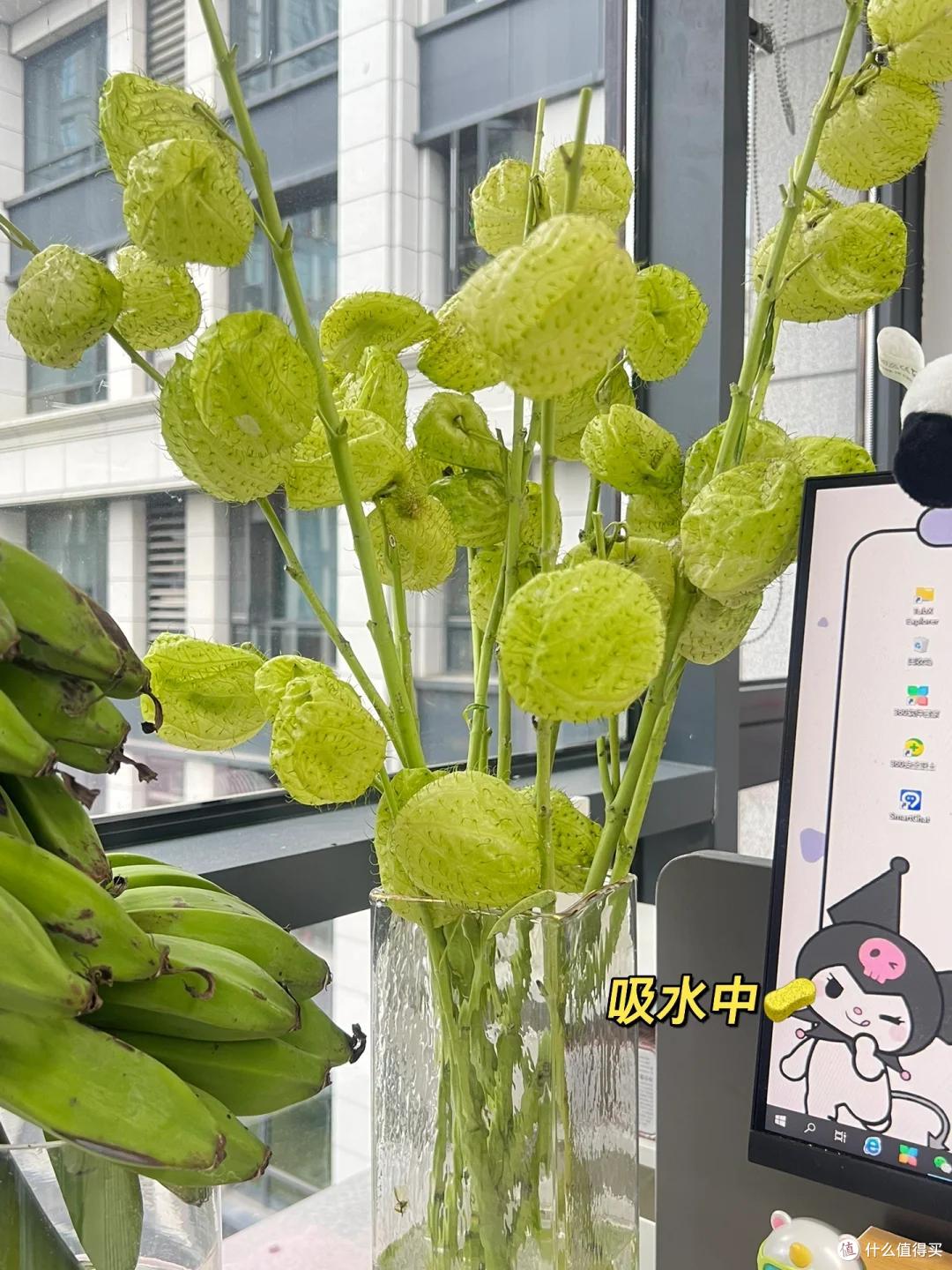 女子在工位养一株“受气包”,被嘲笑“果子越圆,怨气越重”~
