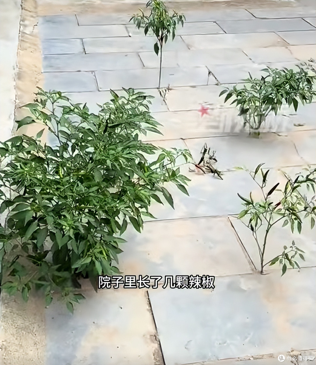 女子离家半年,地砖缝隙里竟长满辣椒:网友:妥妥的“报恩椒”啊