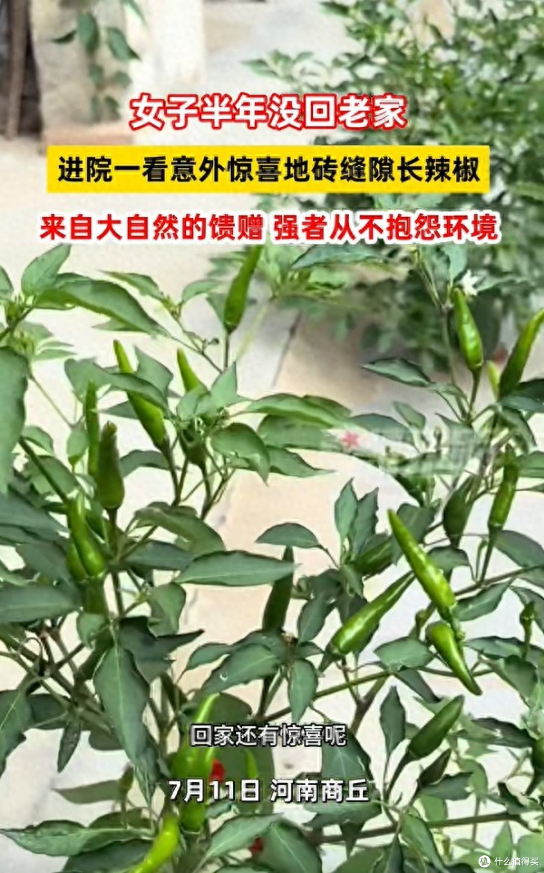 女子离家半年,地砖缝隙里竟长满辣椒:网友:妥妥的“报恩椒”啊