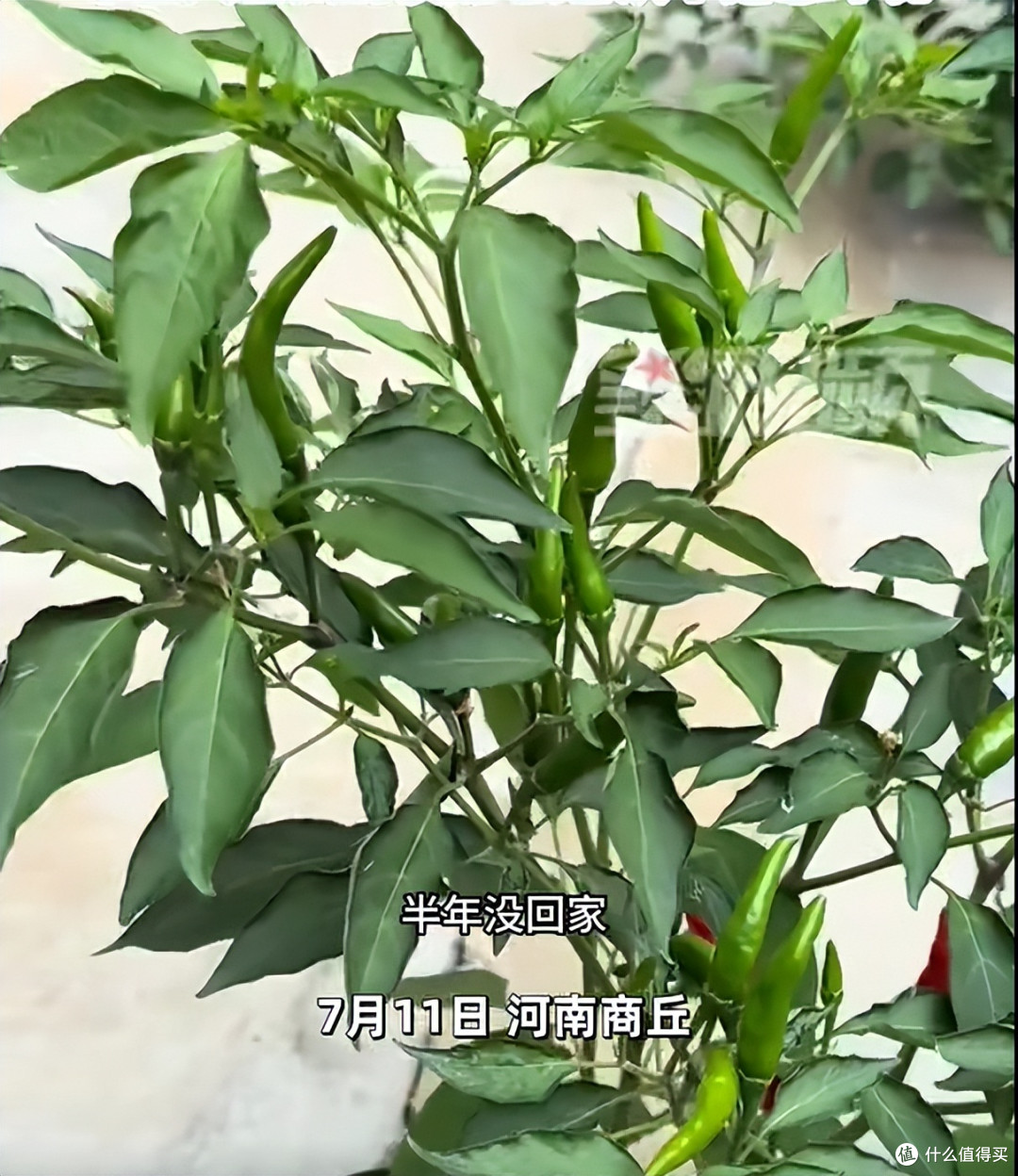 女子离家半年,地砖缝隙里竟长满辣椒:网友:妥妥的“报恩椒”啊