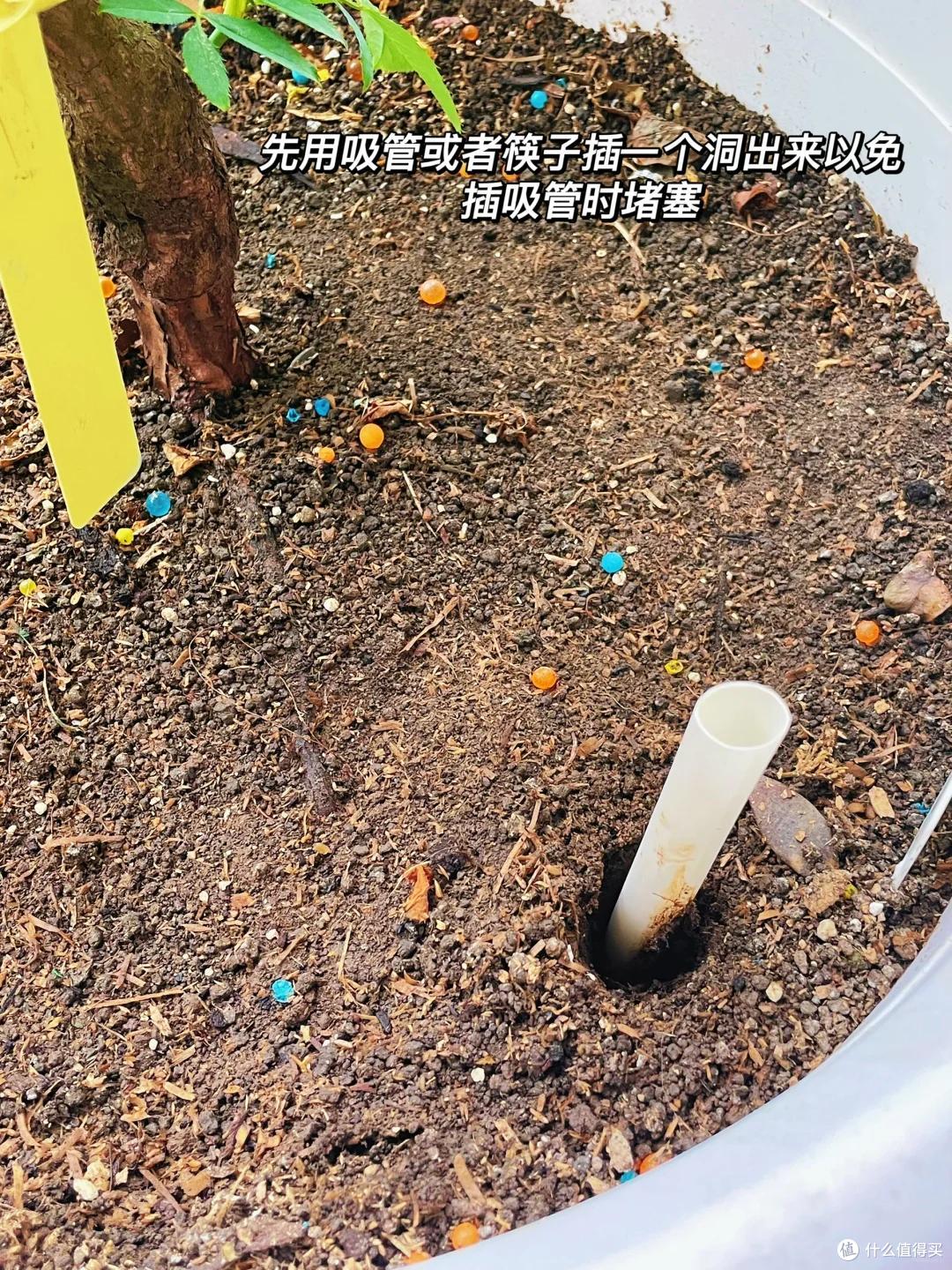 被“吸管养花的妙用”惊呆了,不花一分钱,却能解决大问题,绝了