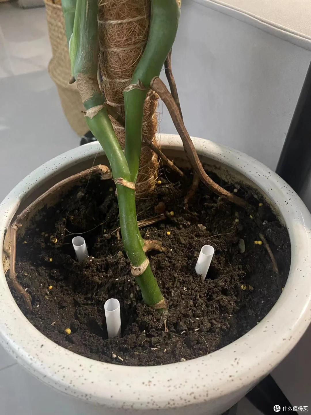 被“吸管养花的妙用”惊呆了,不花一分钱,却能解决大问题,绝了