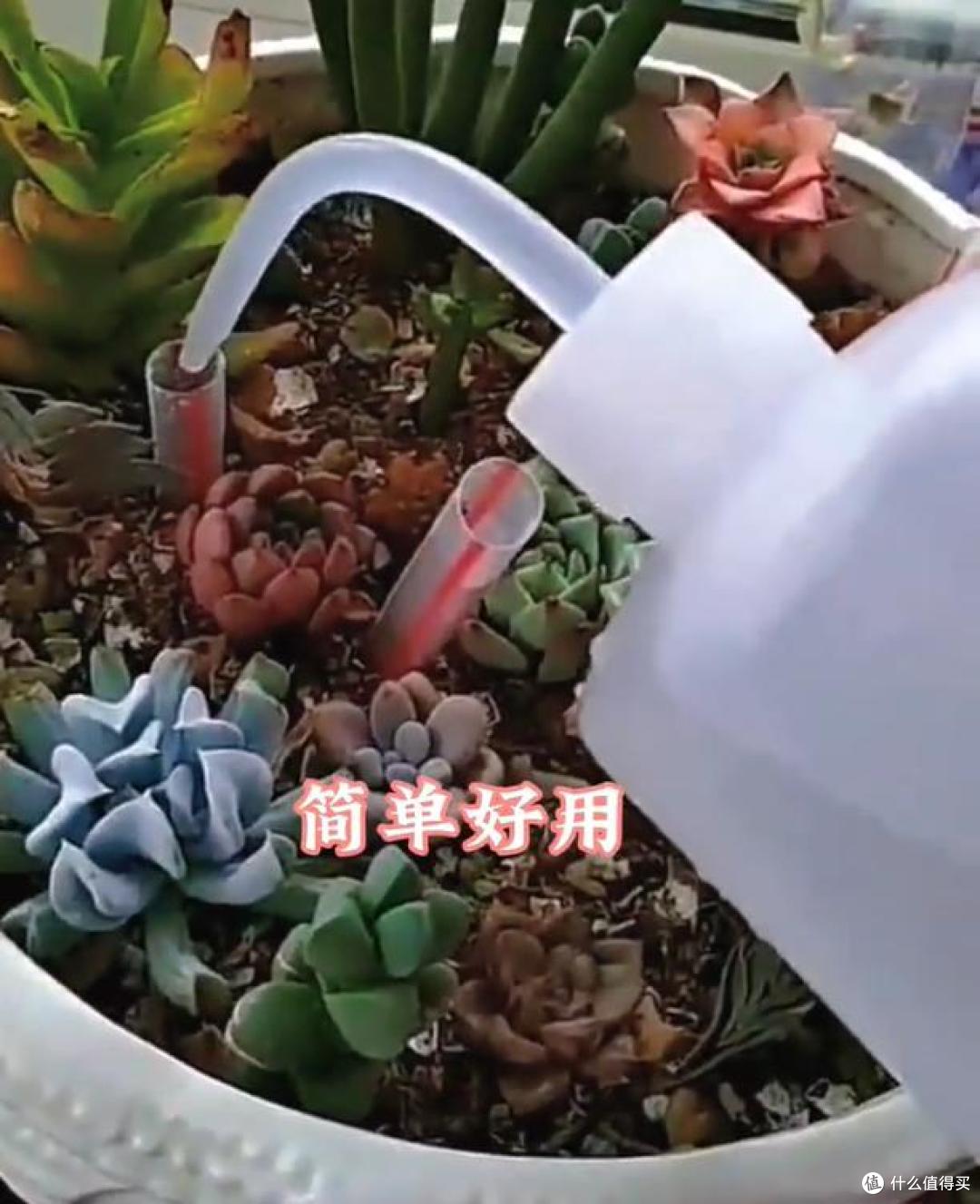 被“吸管养花的妙用”惊呆了,不花一分钱,却能解决大问题,绝了