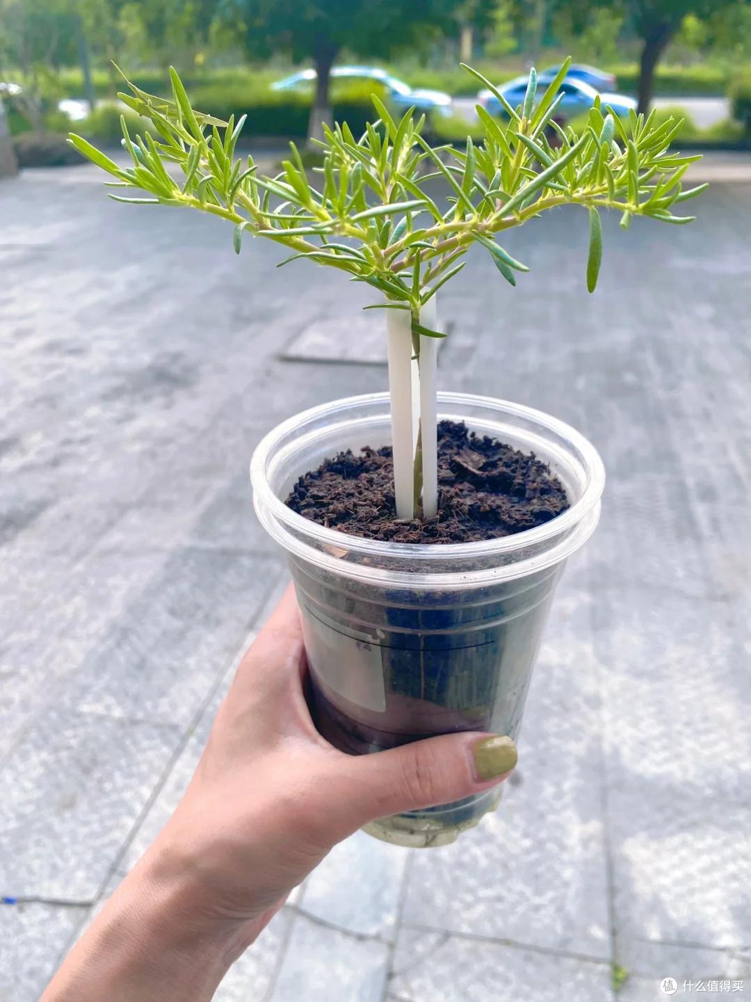 被“吸管养花的妙用”惊呆了,不花一分钱,却能解决大问题,绝了