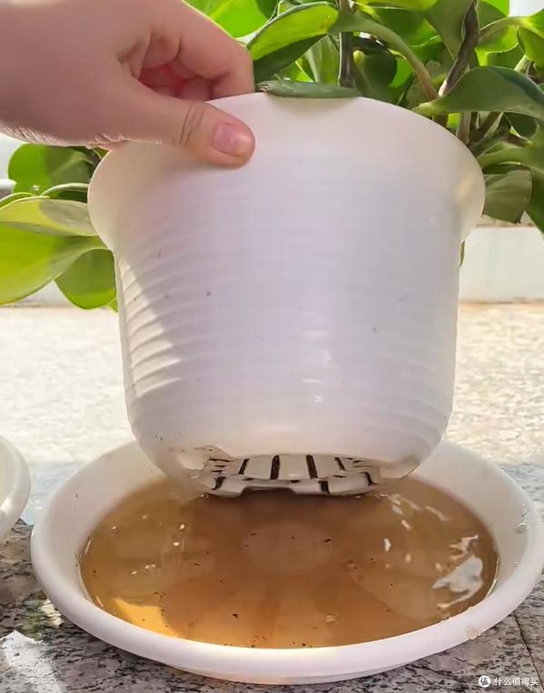被“吸管养花的妙用”惊呆了,不花一分钱,却能解决大问题,绝了