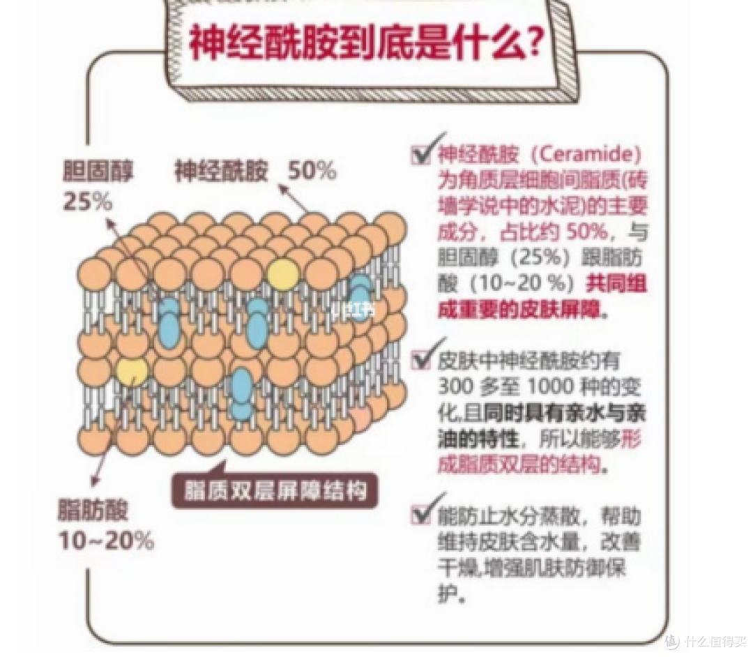 护肤界“万金油”-神经酰胺