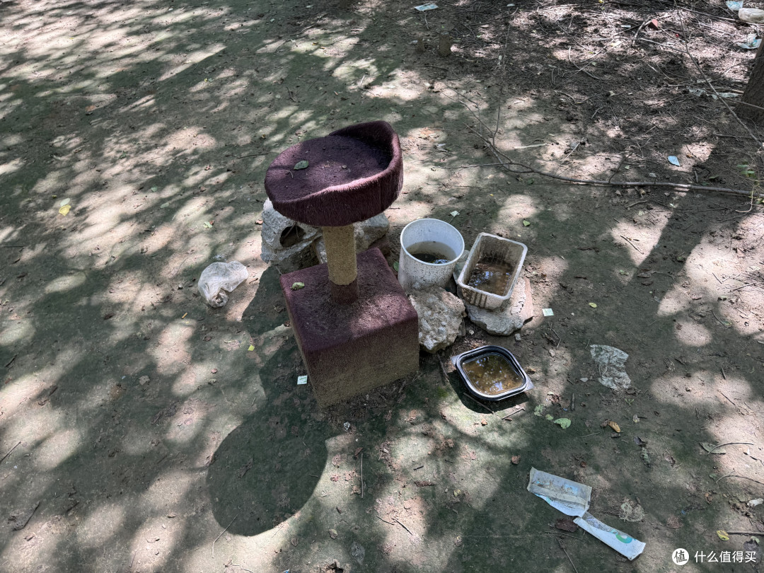 一年总得把索尼200-600掏出来一次,打打鸟吧?